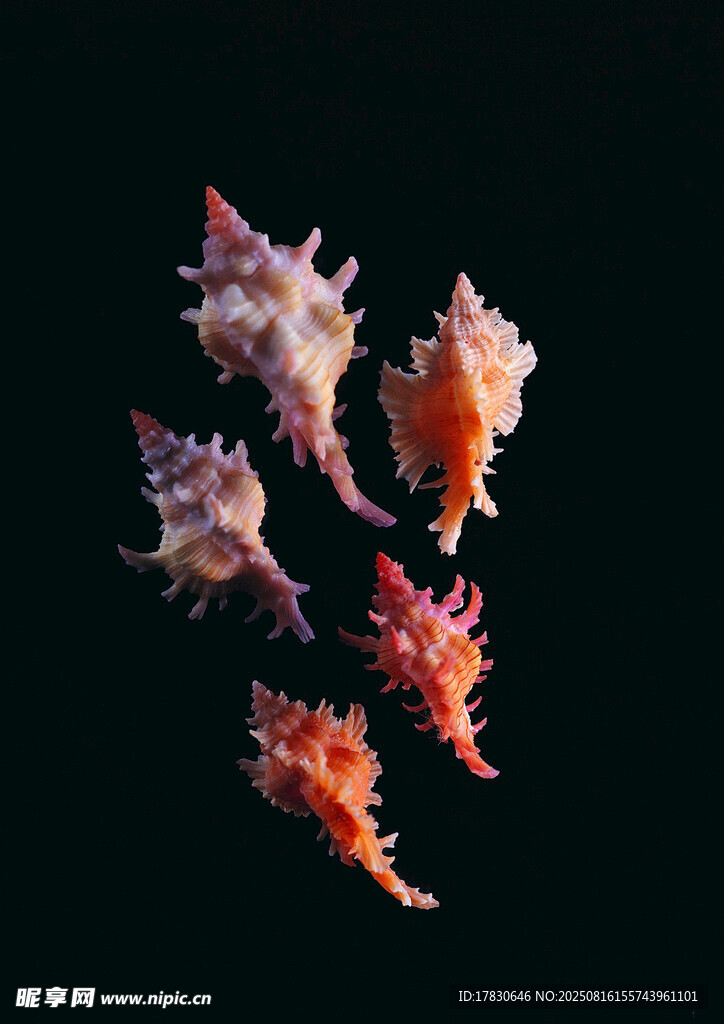 多彩海星展示獨特形態(tài)