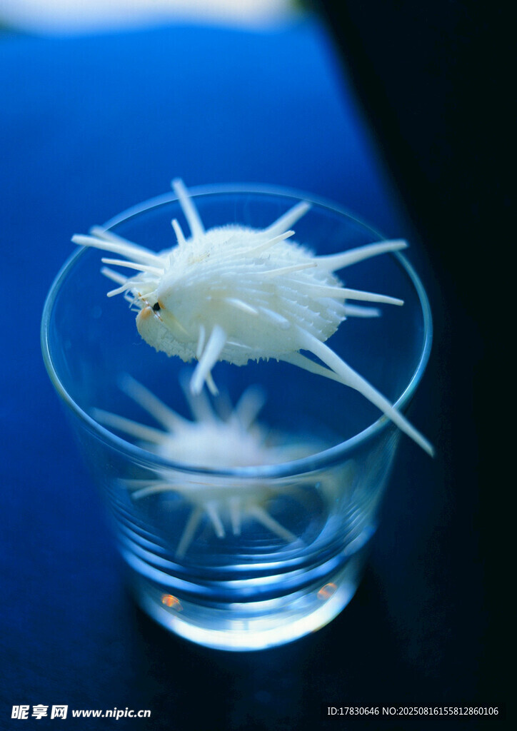 杯中可愛(ài)白色刺狀小魚(yú)