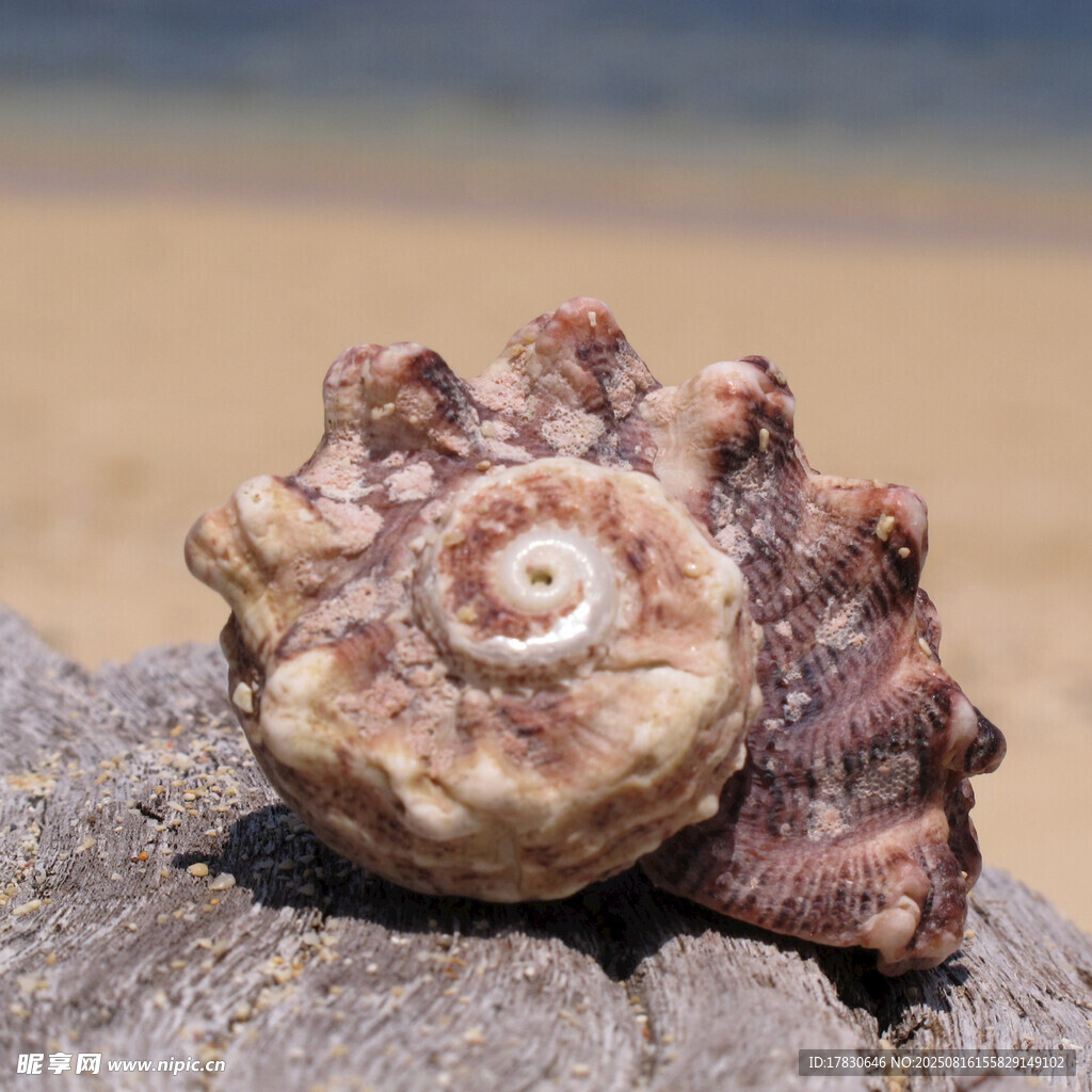 海邊獨(dú)特海螺特寫