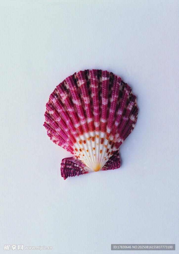 玫紅色扇貝貝殼特寫