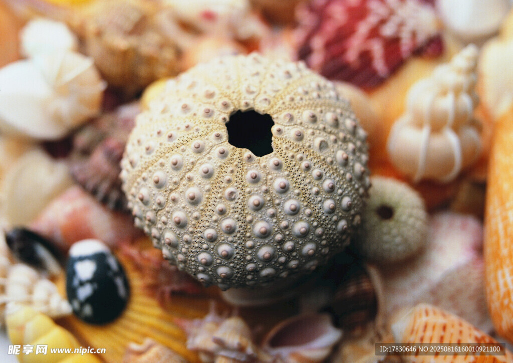 多彩海洋生物貝殼海膽等