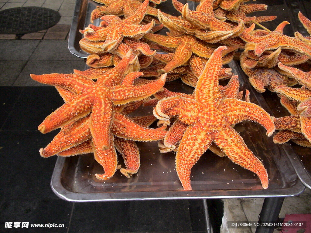新鮮海星陳列展示