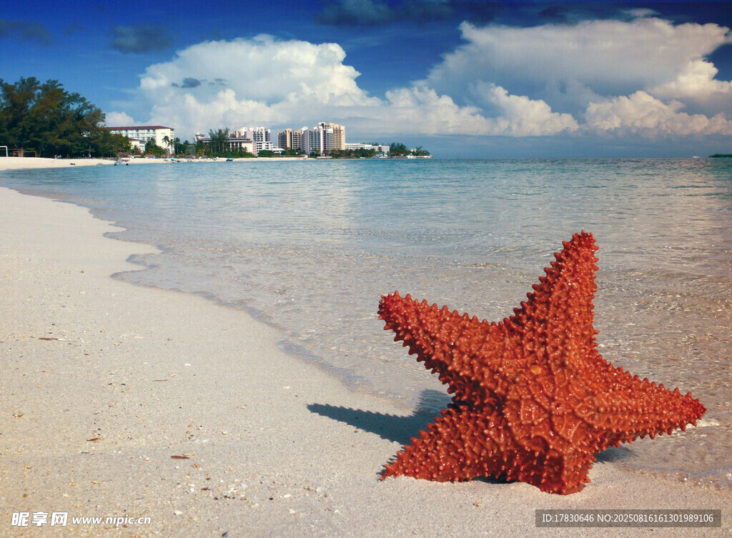 沙灘上的紅色海星