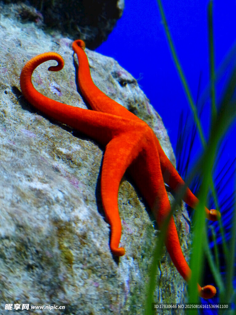 礁石上的紅色海星