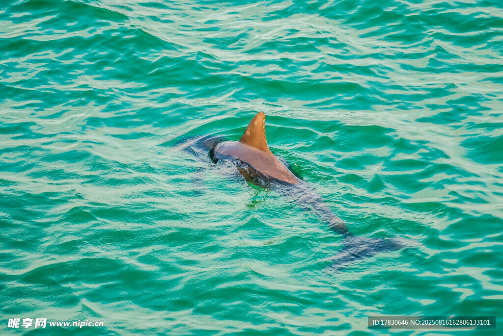 海中暢游的橙色鰭海豚