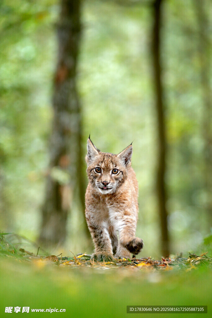 猞猁