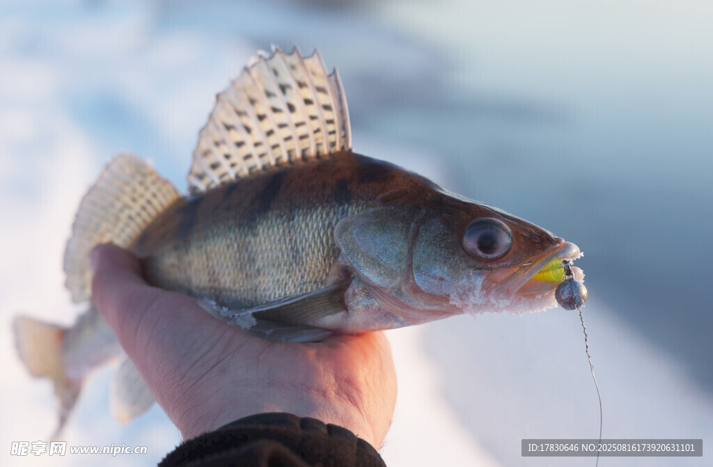 手中釣獲的彩色小魚