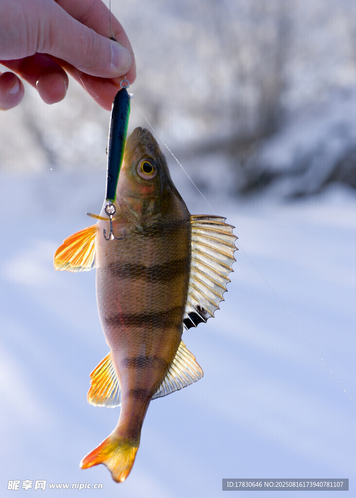 手拎彩色小魚