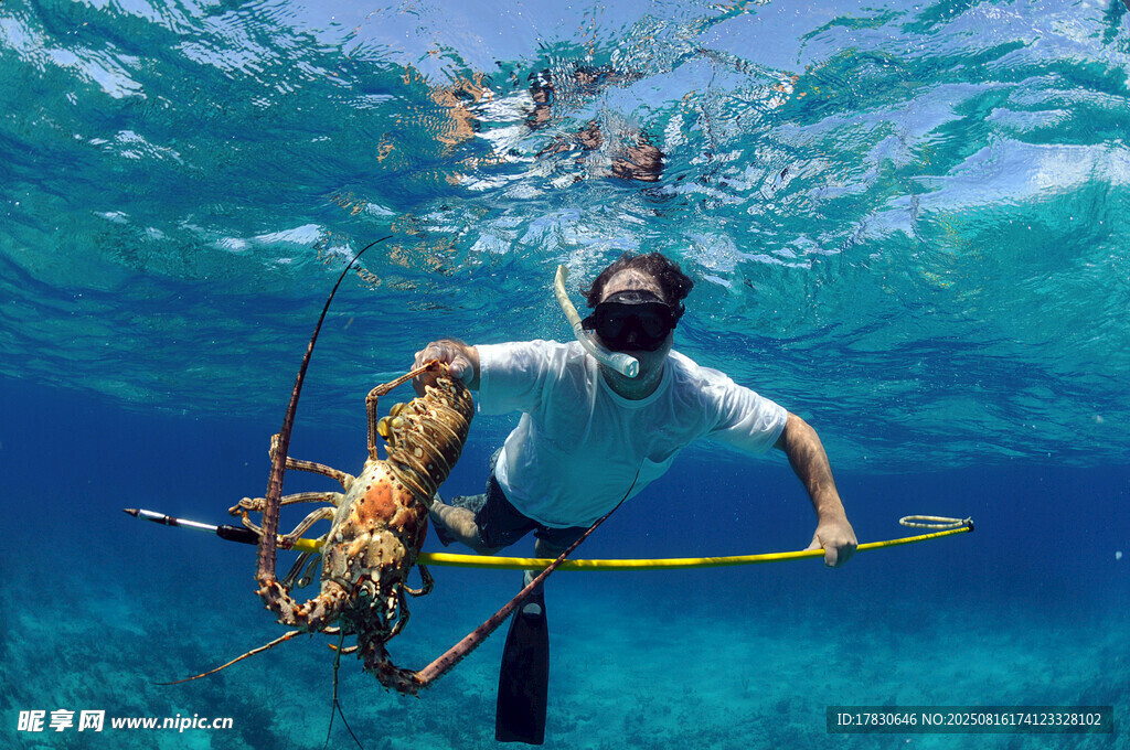 水下潛水員與章魚互動