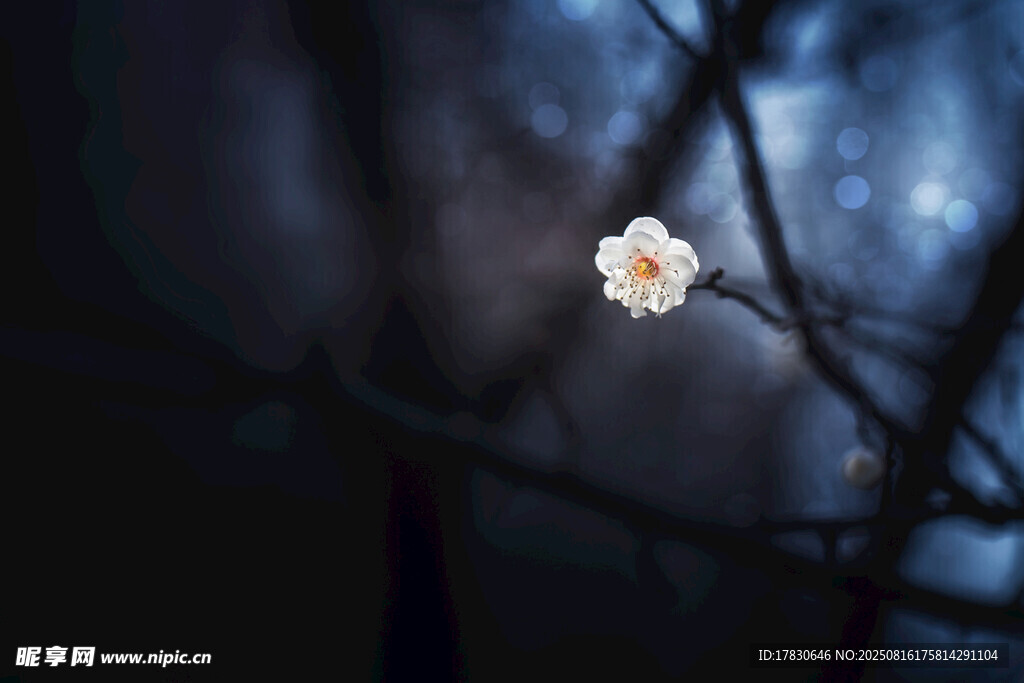 暗夜獨(dú)綻的潔白梅花