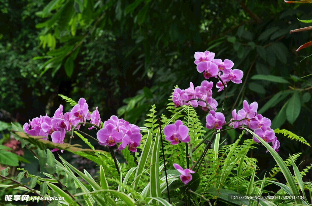 紫色花卉綻放于綠植間