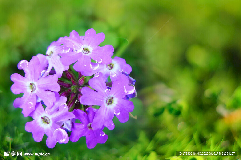 紫色小花綻放于綠野