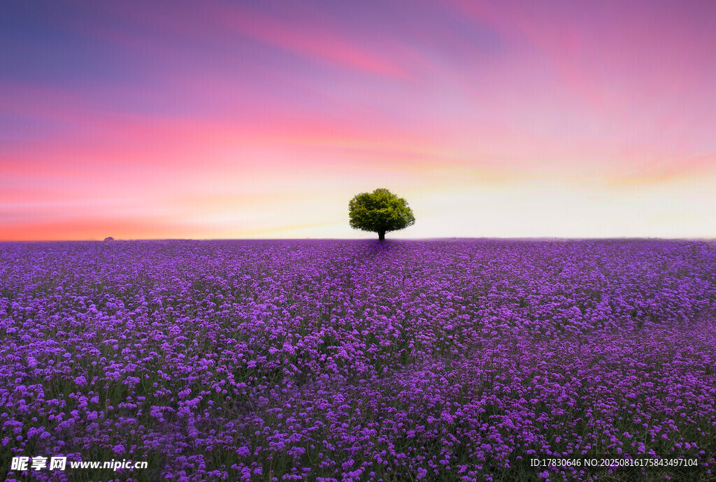 紫色花海中的孤獨小樹