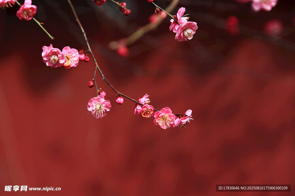 枝頭綻放的粉嫩梅花
