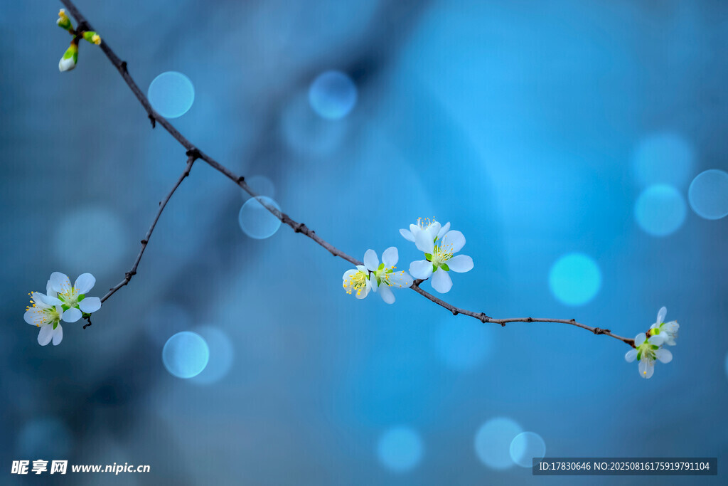藍(lán)調(diào)背景下的素雅花枝