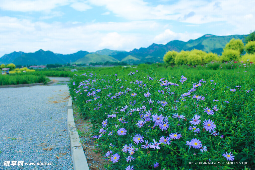 路邊紫花盛放的田園風(fēng)光