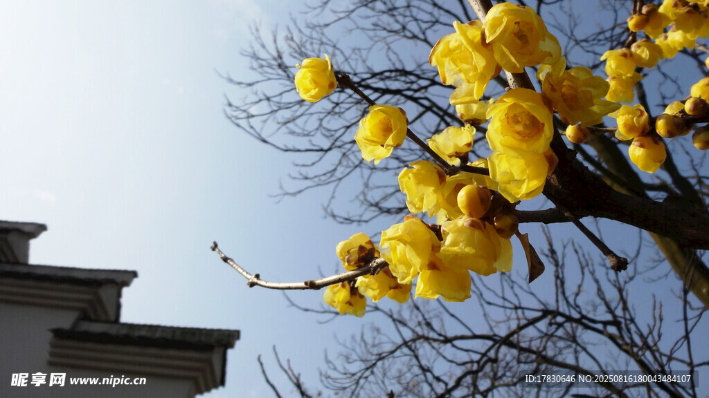 枝頭綻放的明黃色迎春花