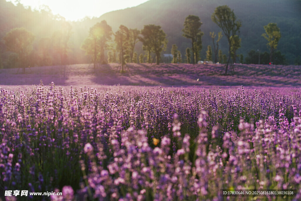 鮮花盛開(kāi)