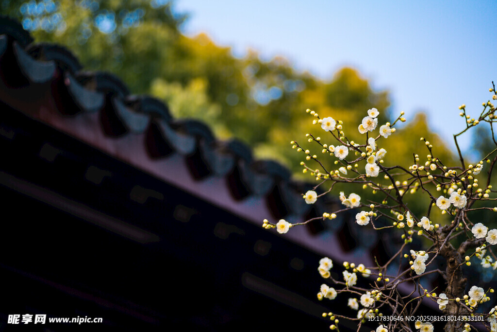 古建旁綻放的白色花朵