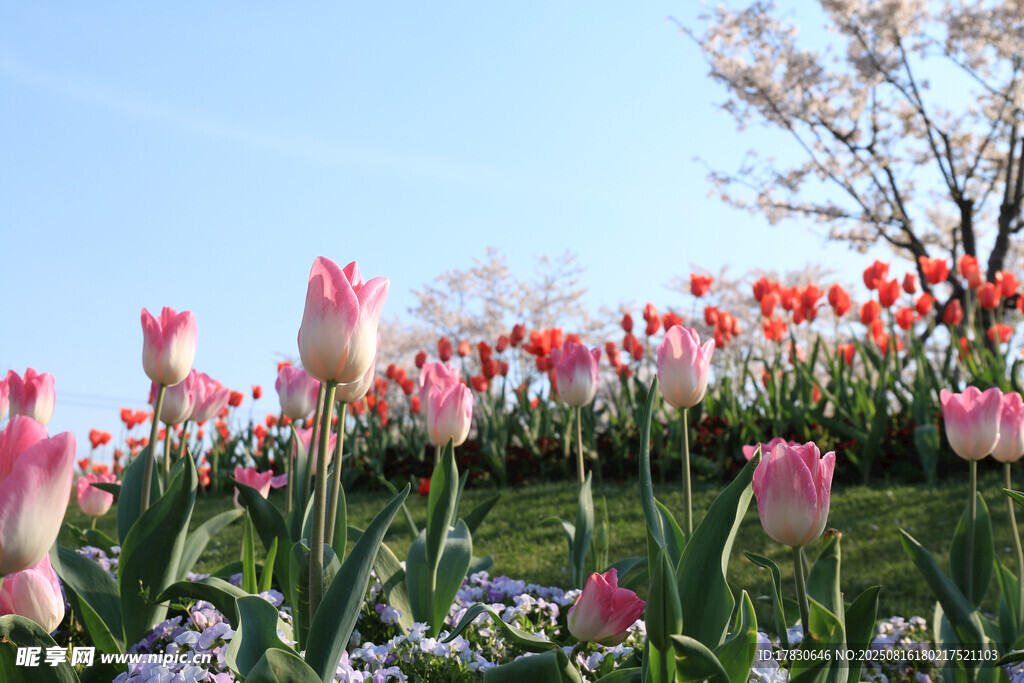 春日爛漫郁金香花海