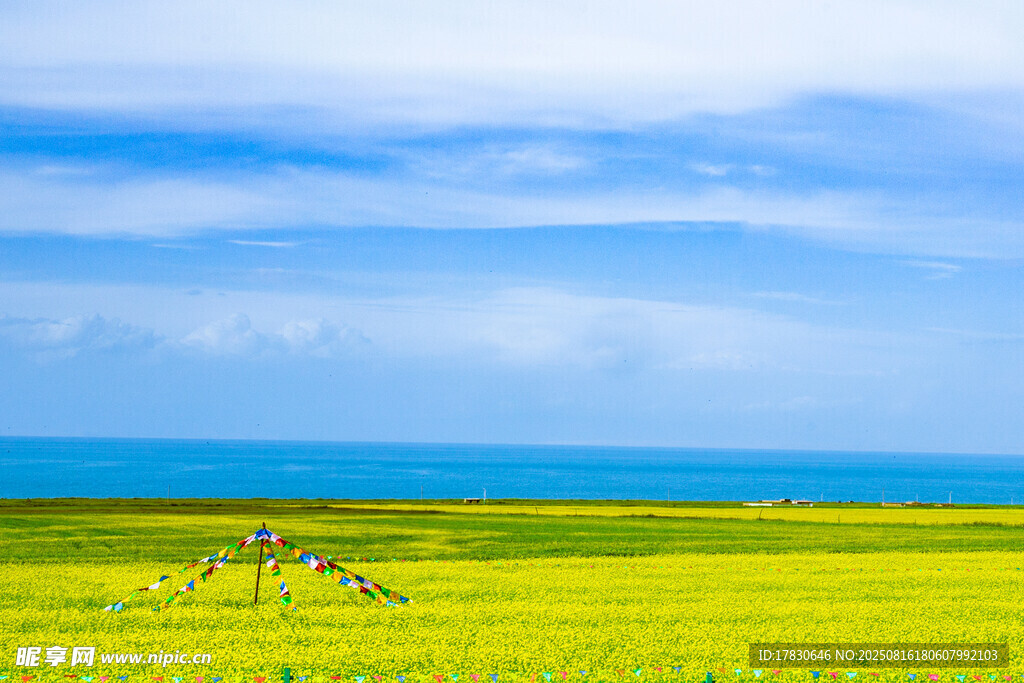 金黃花海伴碧海藍(lán)天
