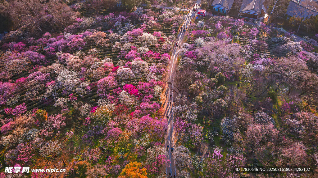 山間爛漫花海小徑