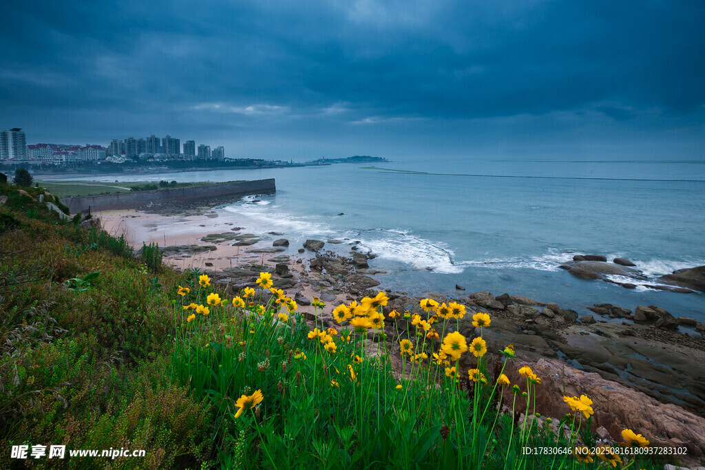 海邊黃花與波濤美景