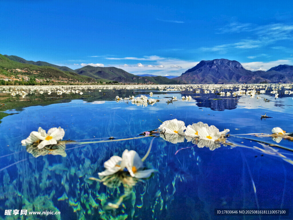夢幻水下棉花景觀