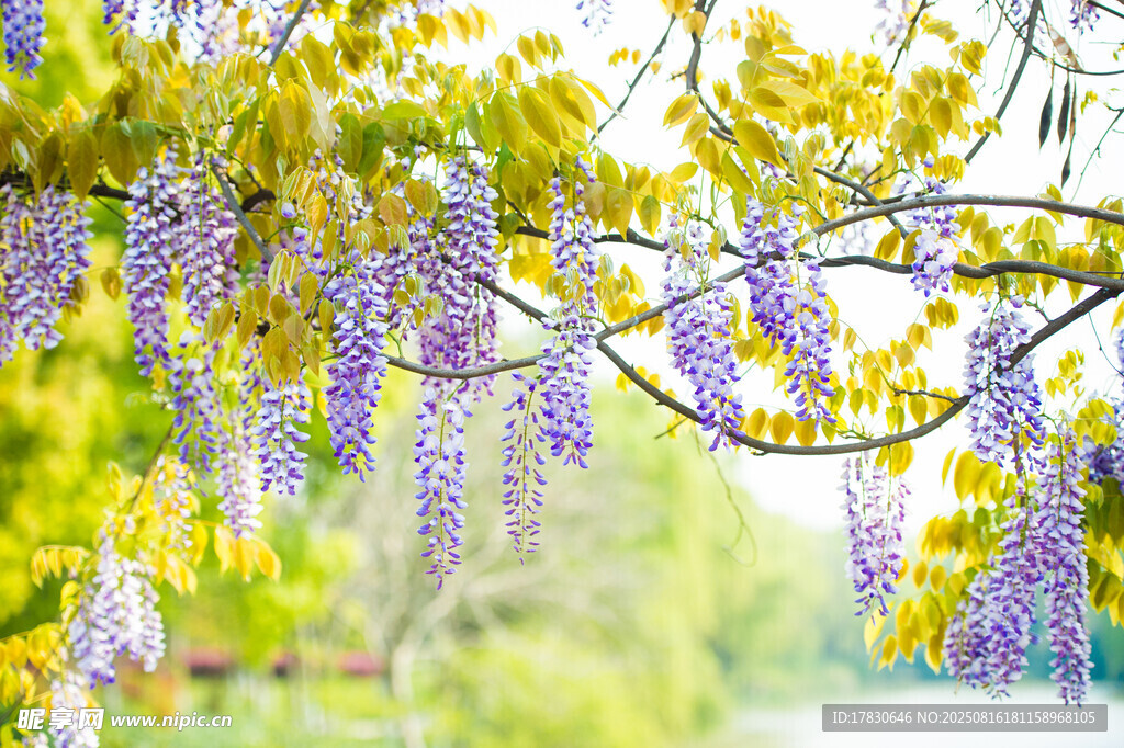 紫藤花垂掛于枝頭美景