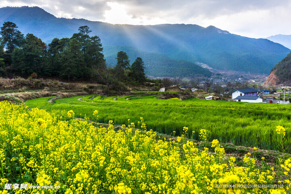 春日田野油菜花與遠(yuǎn)山美景