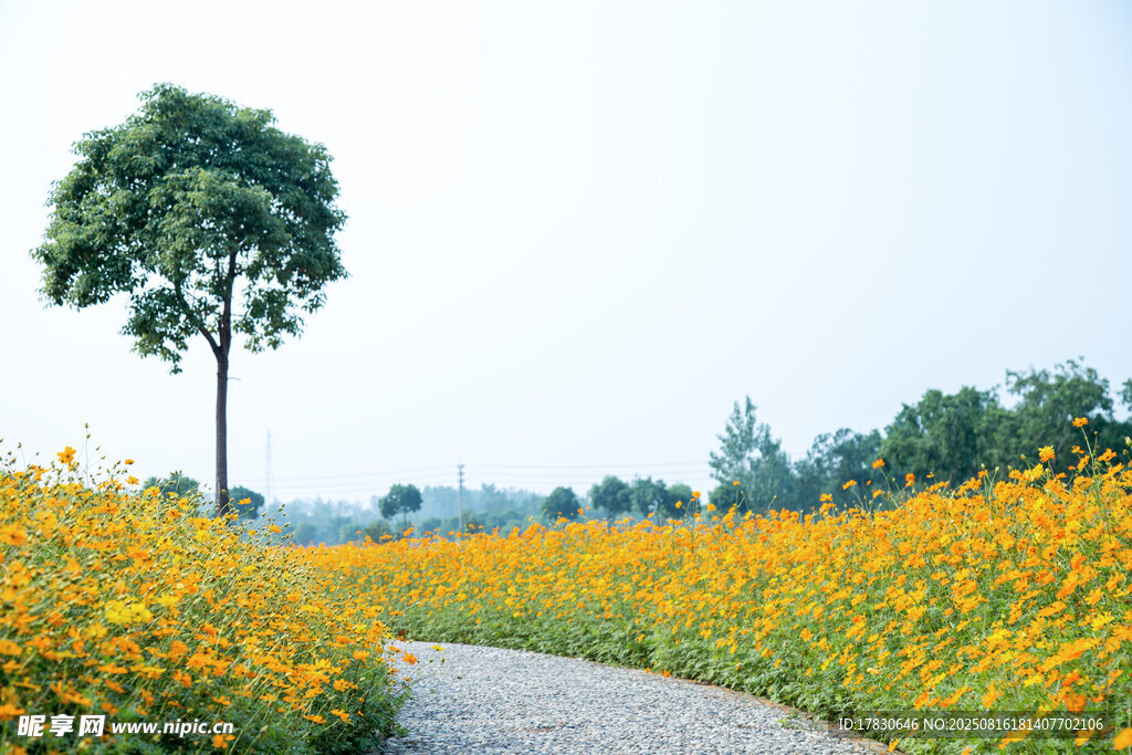 田野間的繁花與孤樹