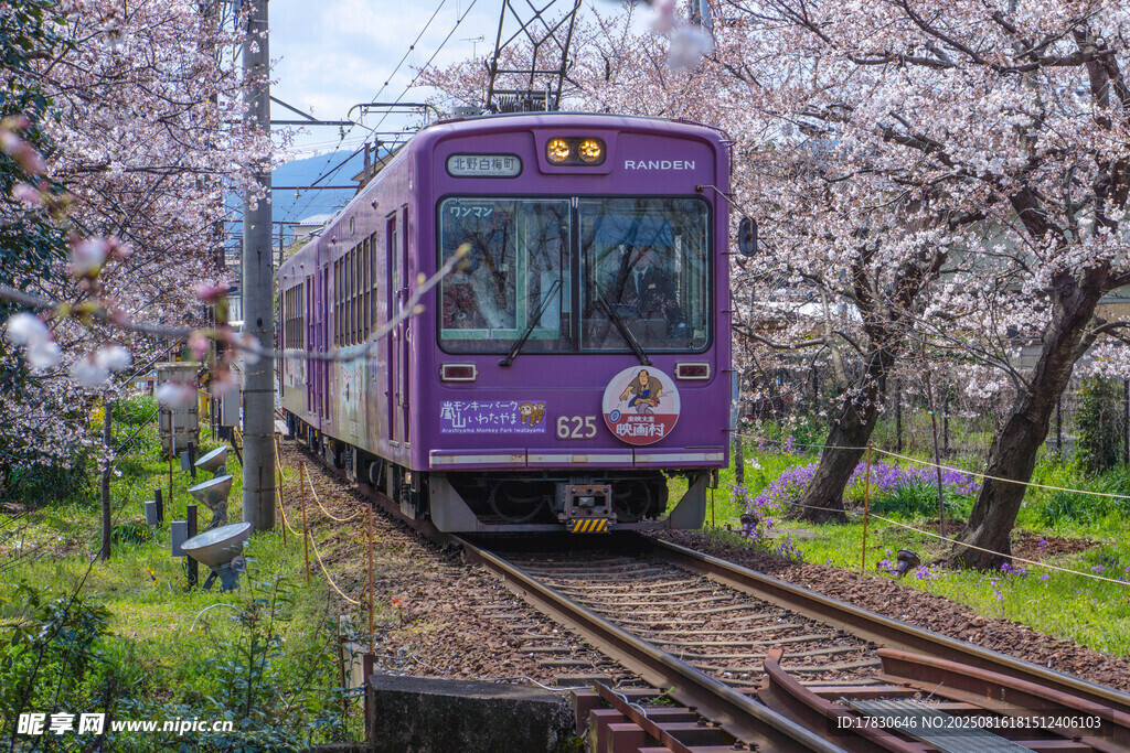 紫色列車穿行于爛漫櫻花間