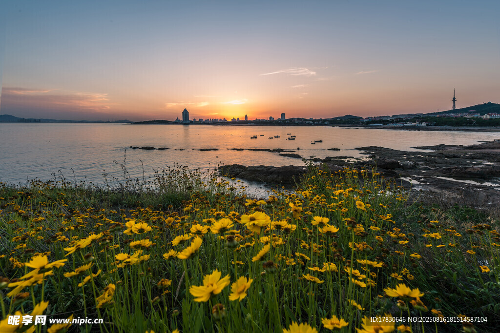 湖畔黃花映夕陽美景