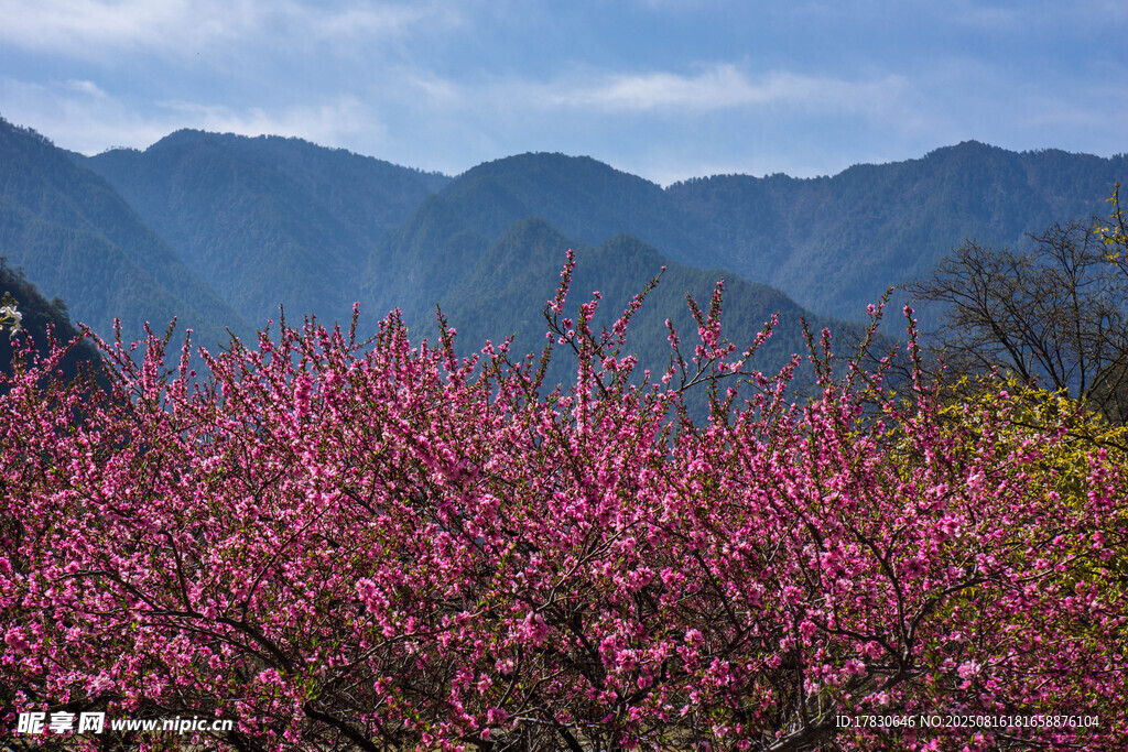 山間爛漫桃花綻放