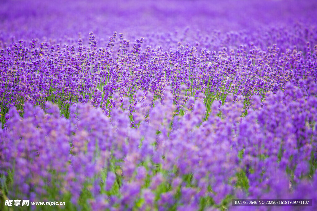 紫色薰衣草花海美景