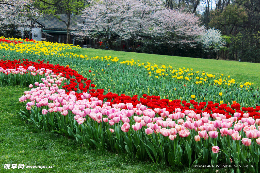 多彩郁金香花海美景
