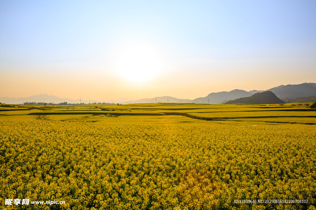金色麥田迎日出美景