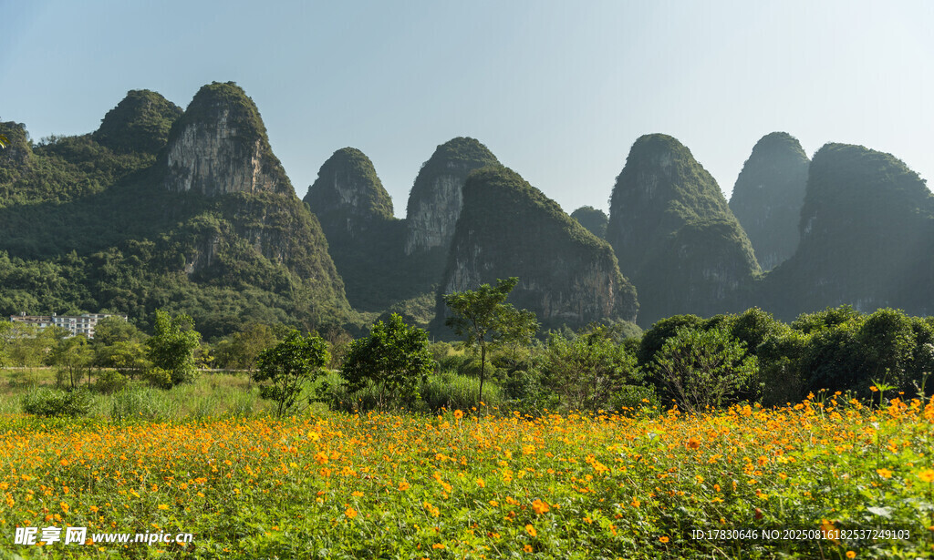 山間花田美景