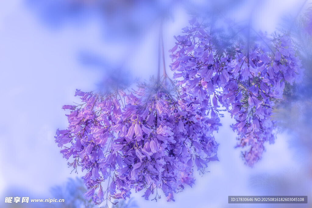 夢幻紫花綻放