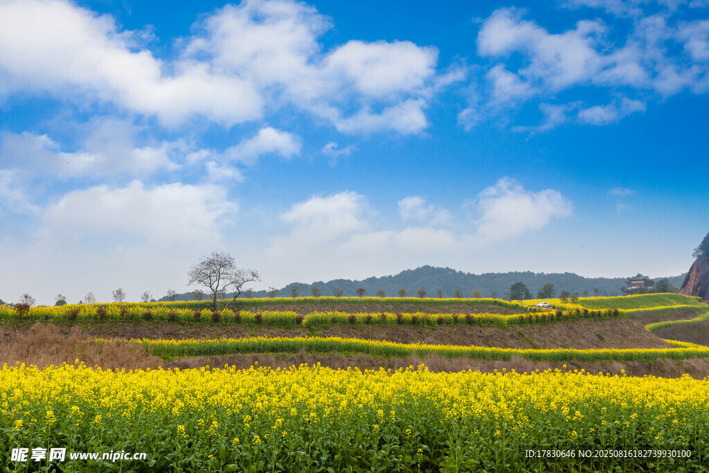 春日田野油菜花風(fēng)景圖