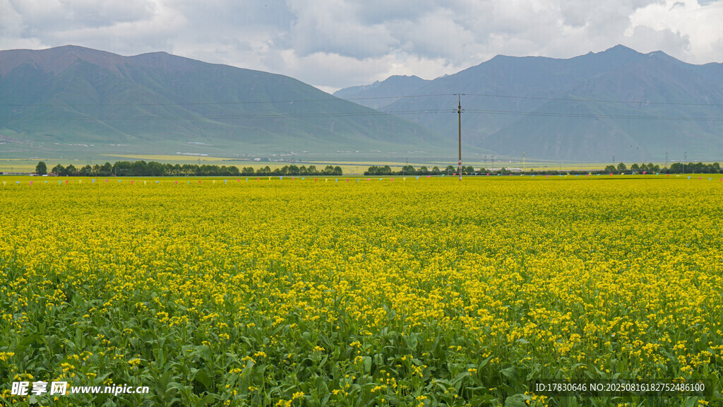 金黃油菜花海與遠(yuǎn)山