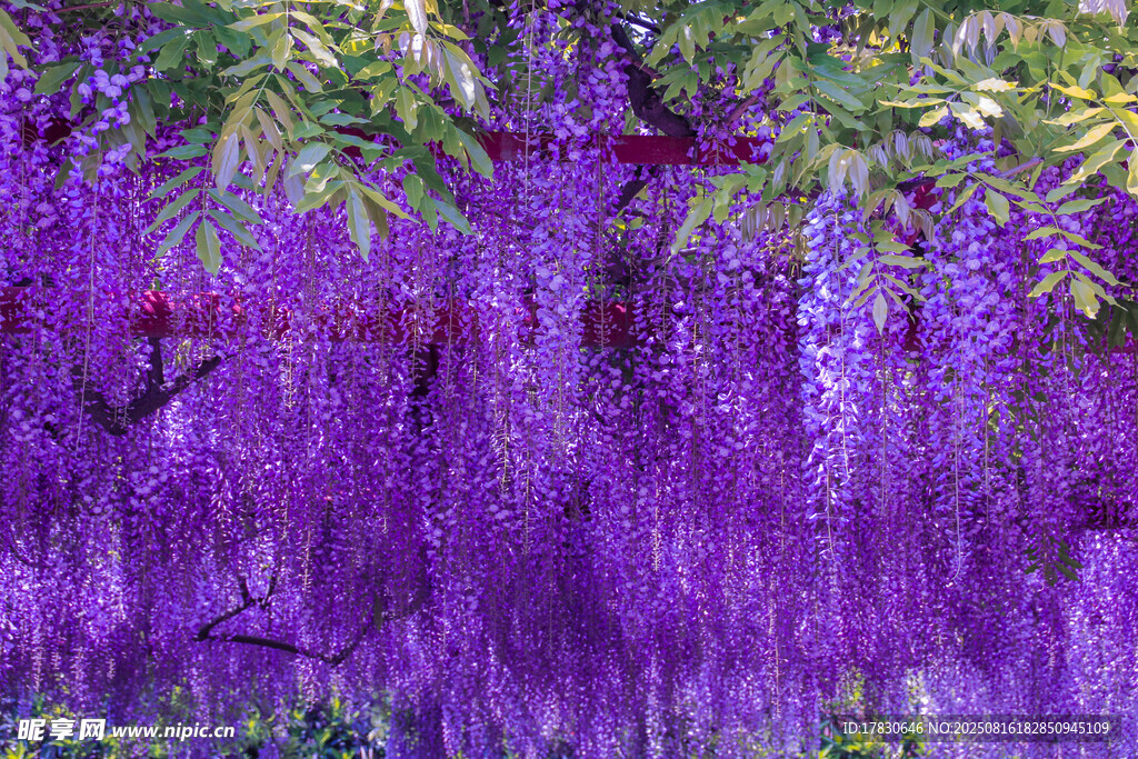 夢幻紫藤花瀑布美景