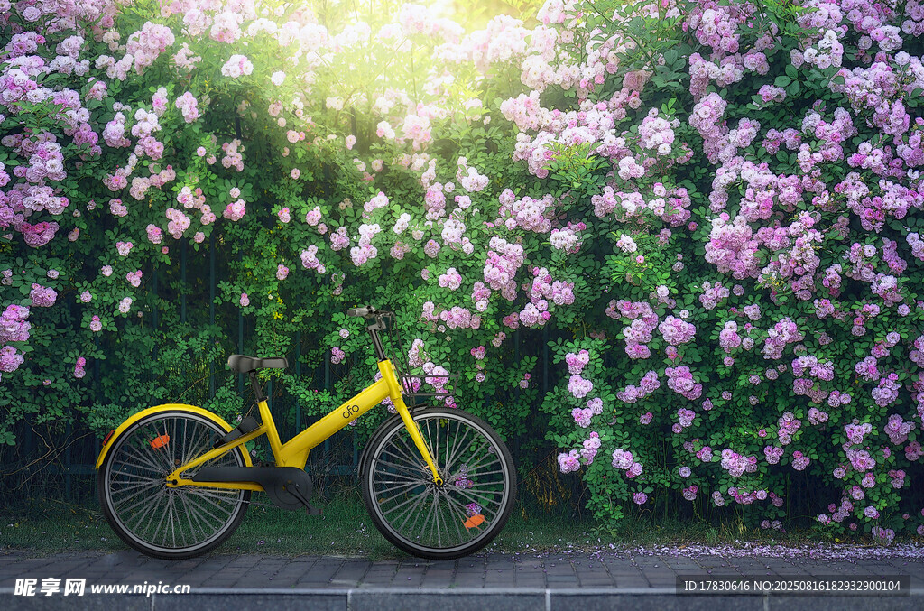 陽光下的黃花車與繁花