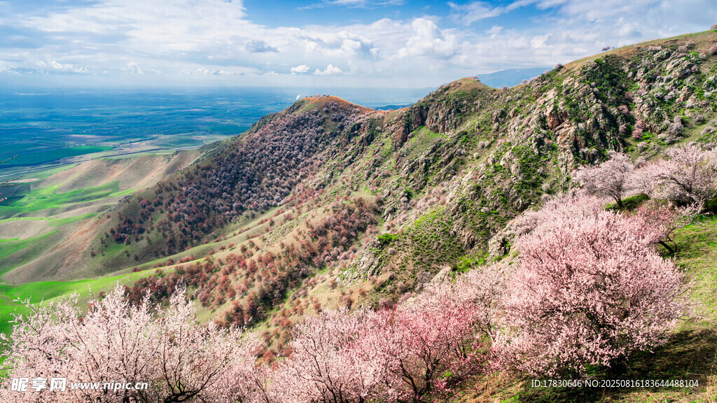 山間爛漫桃花綻放