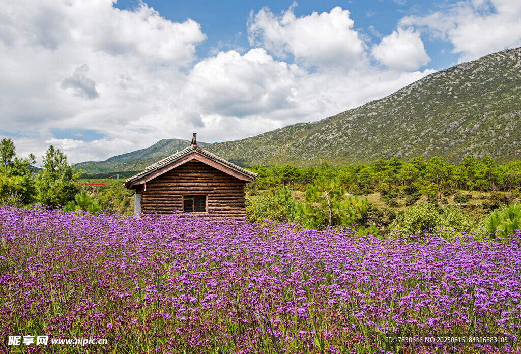 紫色花海中的山間小屋
