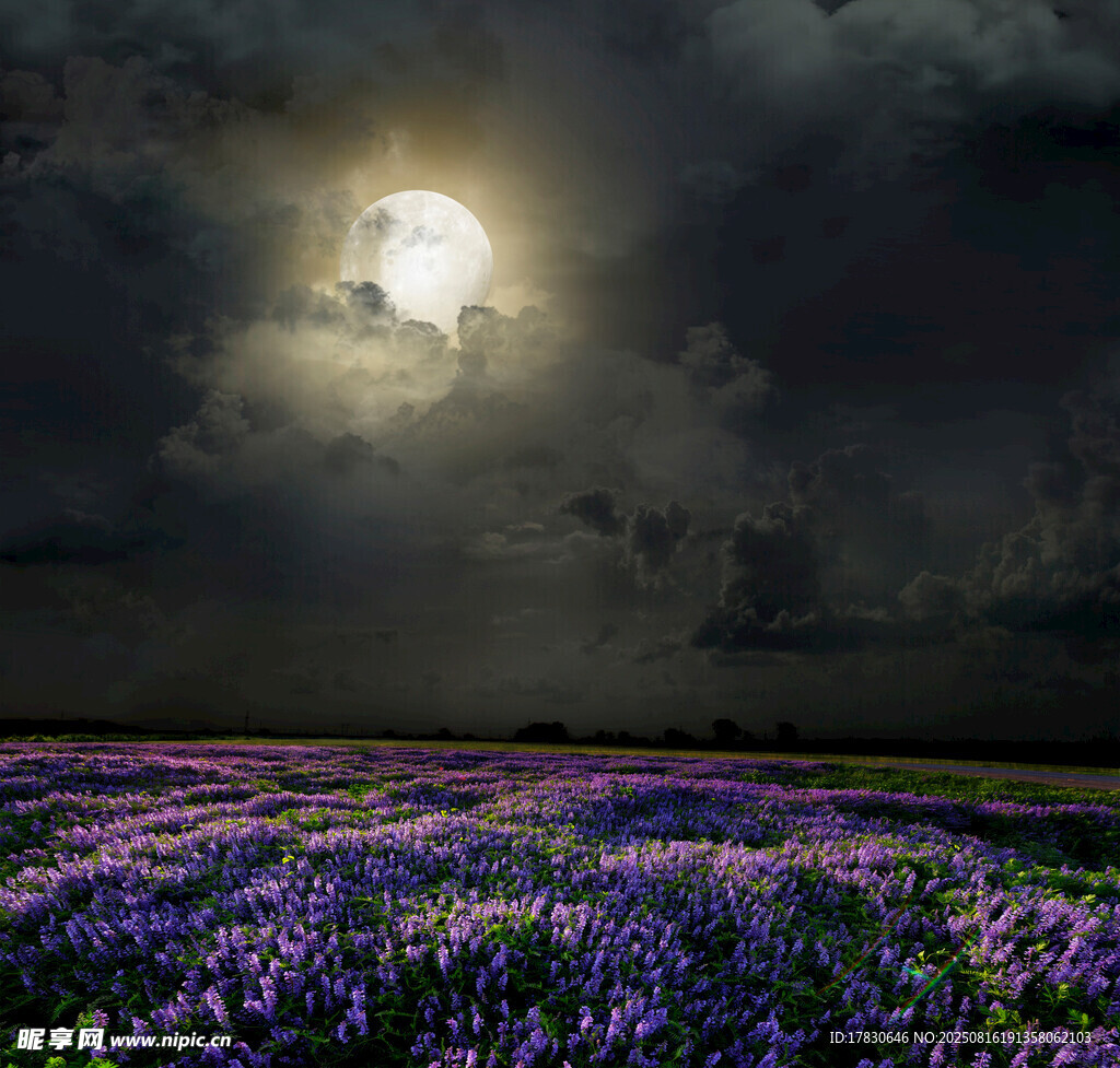 月夜下的紫色花海