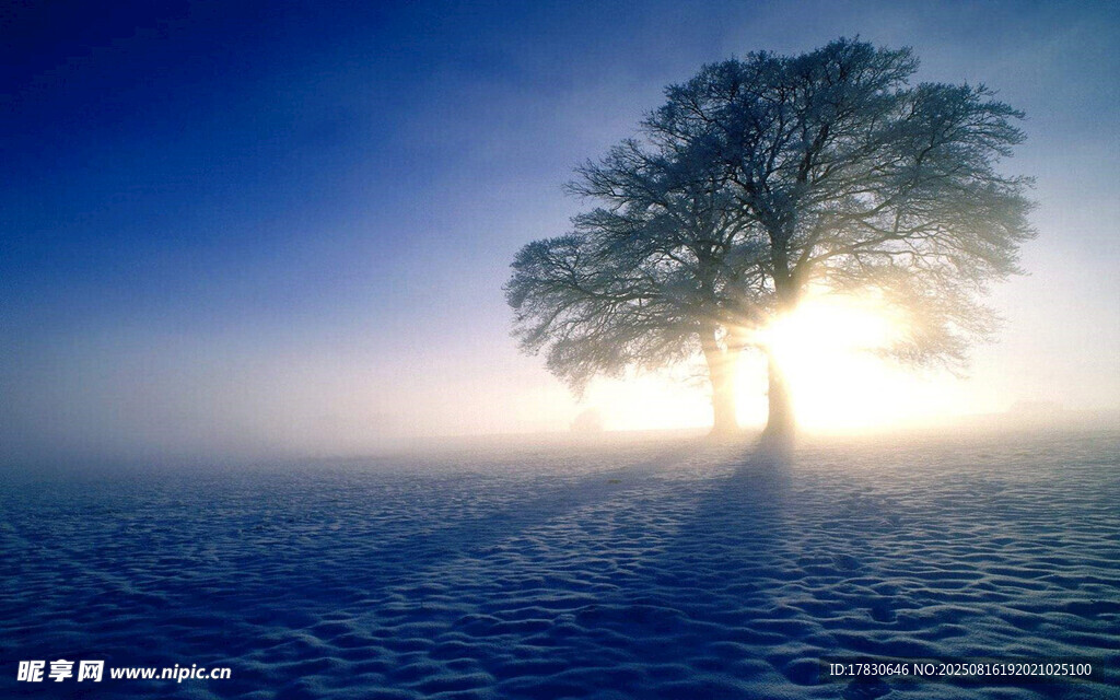 雪地孤樹迎日出美景