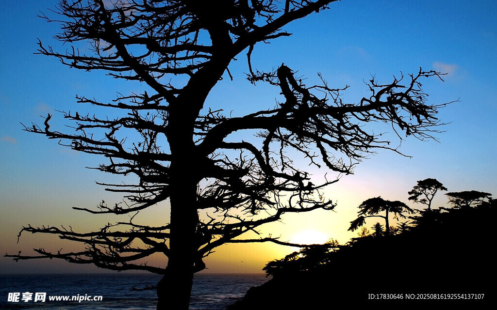 夕陽(yáng)下的枯樹景觀