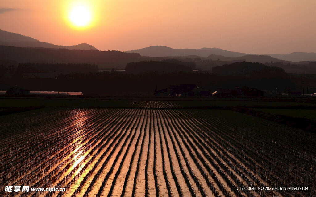 夕陽下的水田美景