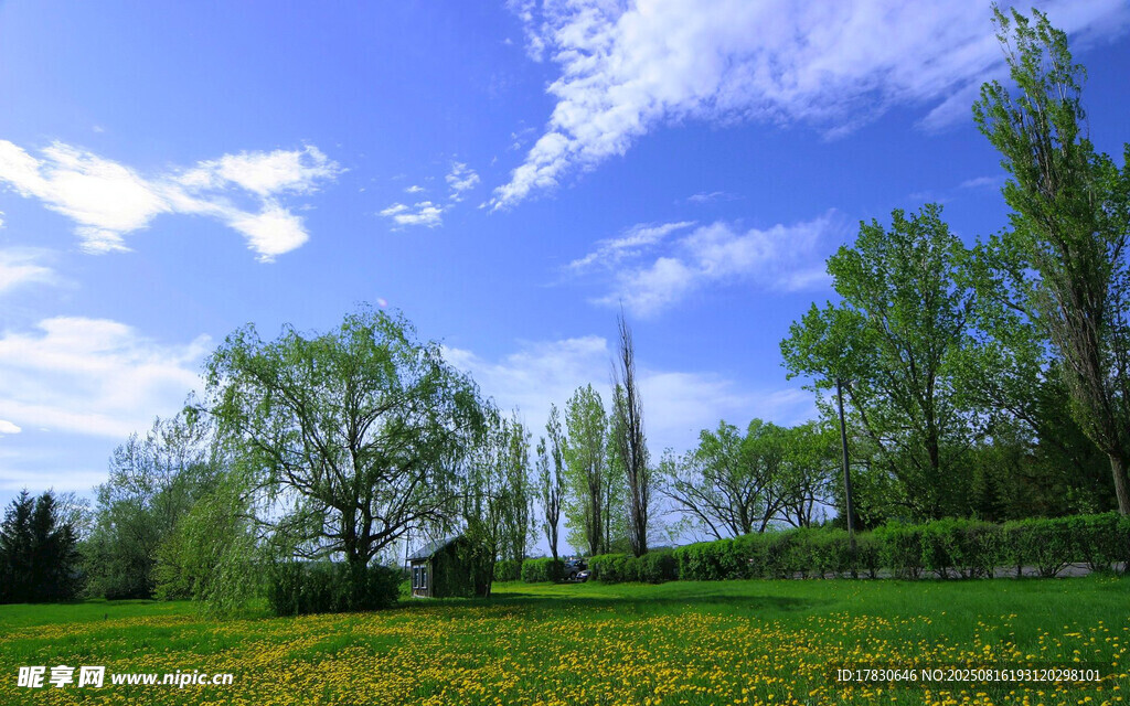春日綠野藍(lán)天樹(shù)木美景
